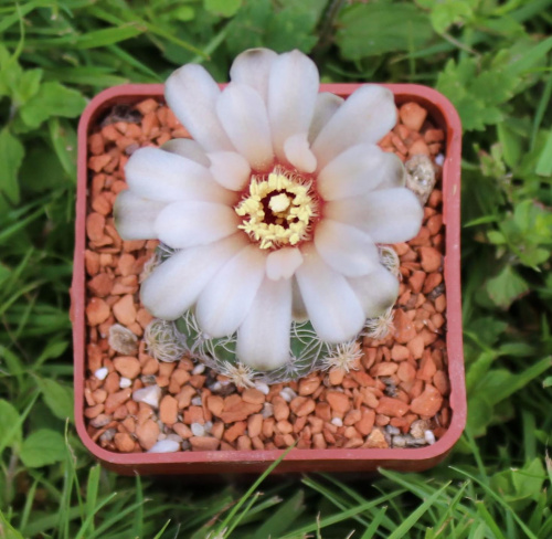 Gymnocalycium calochlorum