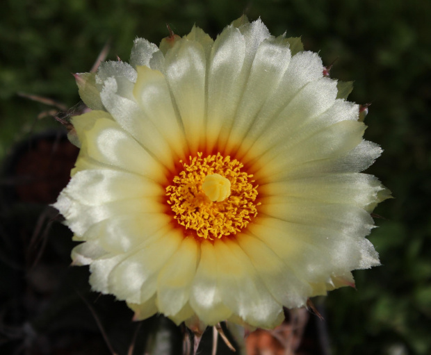 Astrophytum capricorne