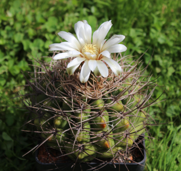 Gymnocalycium weissianum v. ferox