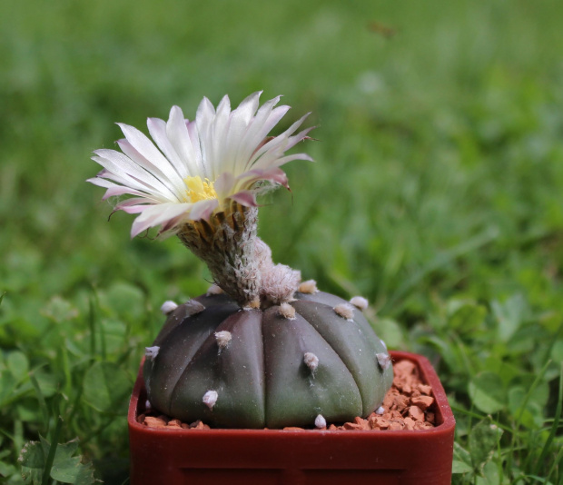 Astrophytum asterisa 'Rurikabuto'