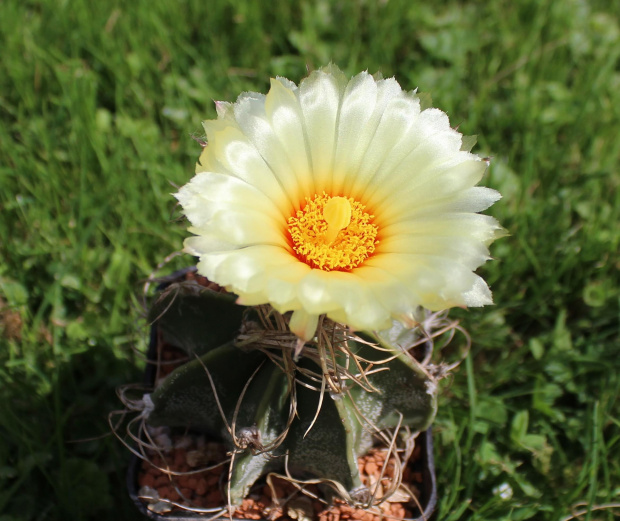 Astrophytum capricorne