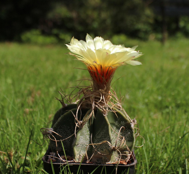 Astrophytum capricorne