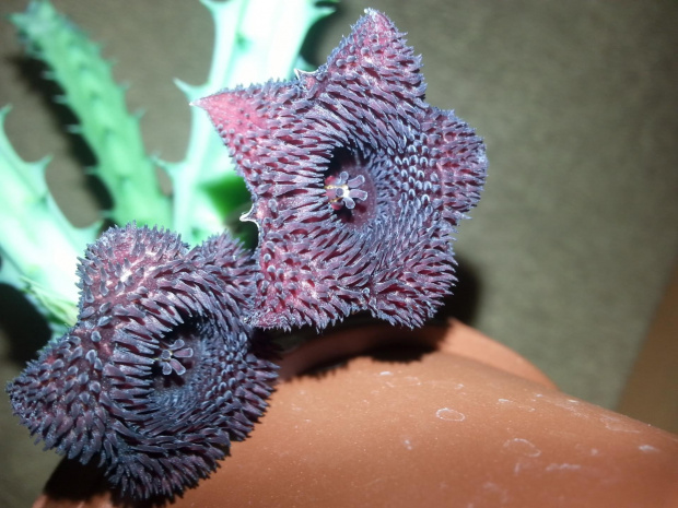 huernia pendurata