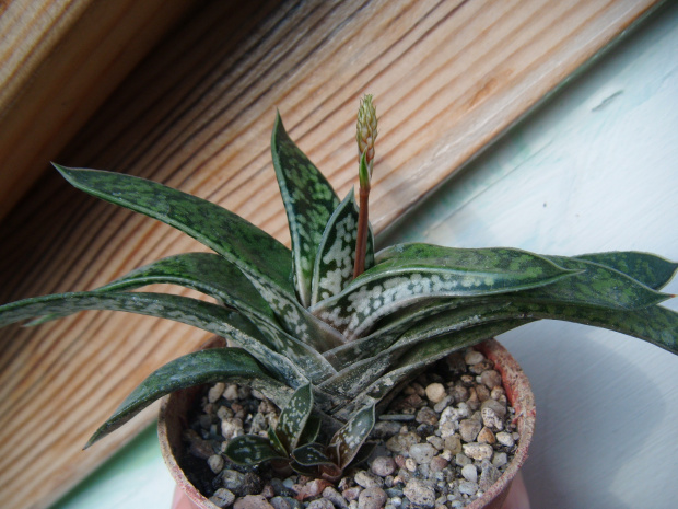 gasteria