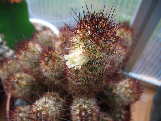 mmmillaria