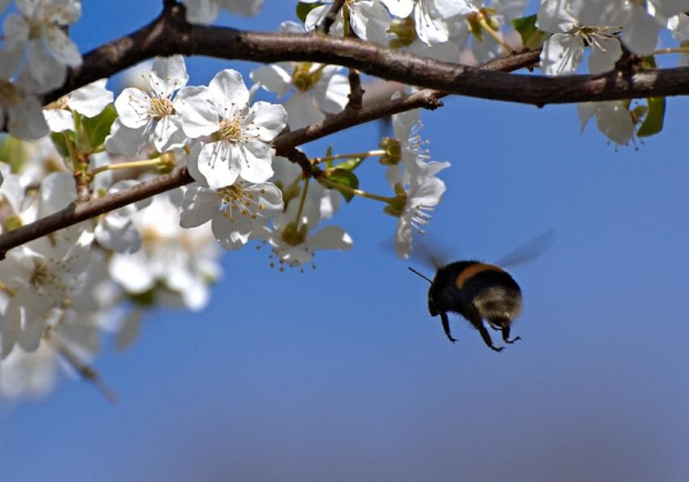 Nadchodzi wiosa #ptaki #owady #liście #wiosna #wojtekwrzesień #wojtekwrzesien #WojciechWrzesień #Fotmart