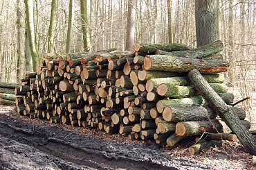 #las #jezioro #wiosna #Mazury #przyroda #krajobrazy