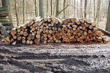 #las #jezioro #wiosna #Mazury #przyroda #krajobrazy