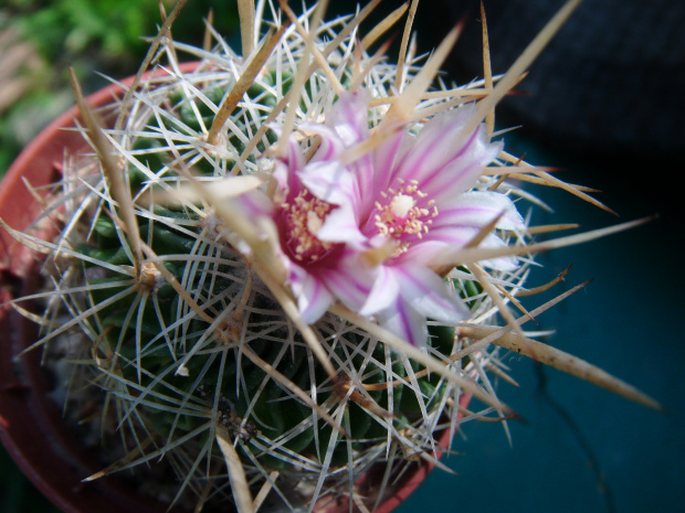 Echinofossulocactus