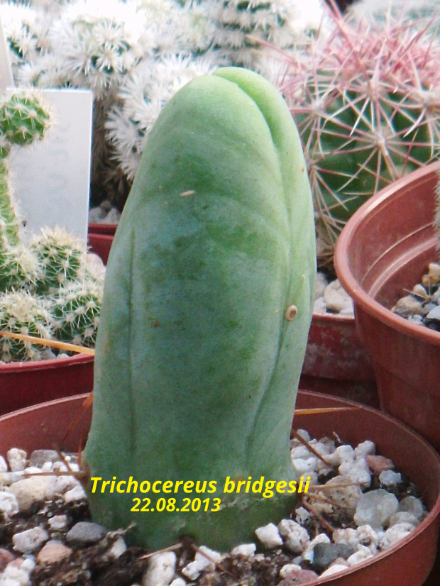 Trichocereus