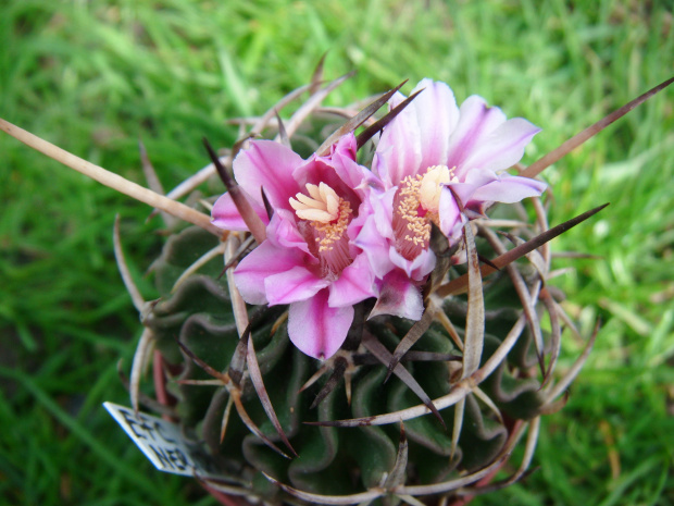 Echinofossulocactus