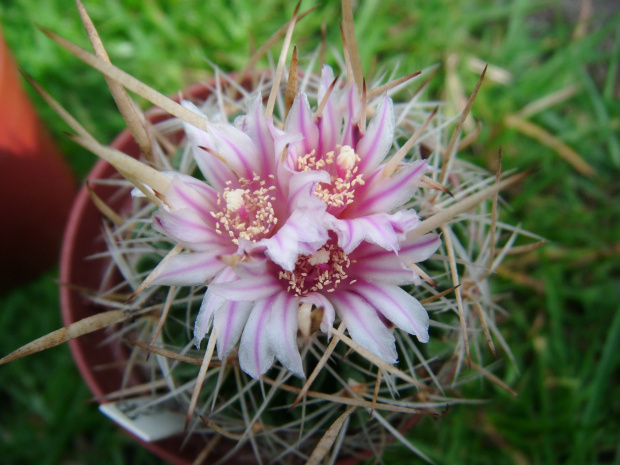 Echinofossulocactus