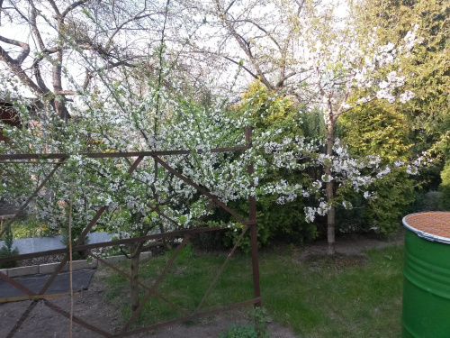 Wiosna w ogrodzie IV 2015