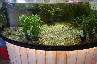 dino breda #Akwarium #breda #dino #RoślinyFiltry #ryby