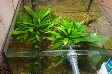 dino breda #Akwarium #breda #dino #RoślinyFiltry #ryby