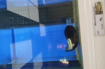 dino breda #Akwarium #breda #dino #RoślinyFiltry #ryby