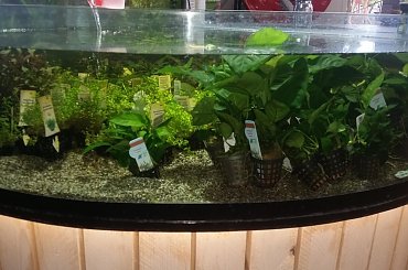 dino breda #Akwarium #breda #dino #RoślinyFiltry #ryby