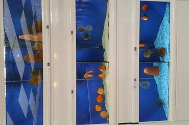 dino breda #Akwarium #breda #dino #RoślinyFiltry #ryby