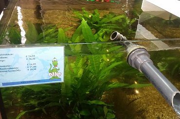 dino breda #Akwarium #breda #dino #RoślinyFiltry #ryby