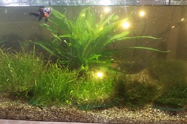 dino breda #Akwarium #breda #dino #RoślinyFiltry #ryby