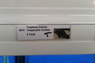 dino breda #Akwarium #breda #dino #RoślinyFiltry #ryby