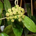 Hoya sp. yellow flowers EPC-271