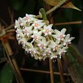 Hoya sp. yellow flowers EPC-271