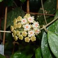 Hoya sp. yellow flowers EPC-271