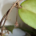 Hoya caudata dark smaller leaves