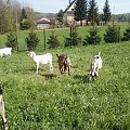#Koza #kozy