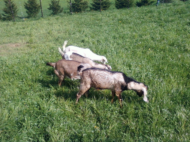 #Koza #kozy