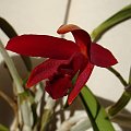 Slc Kagaribi Dawn 'Red Star'