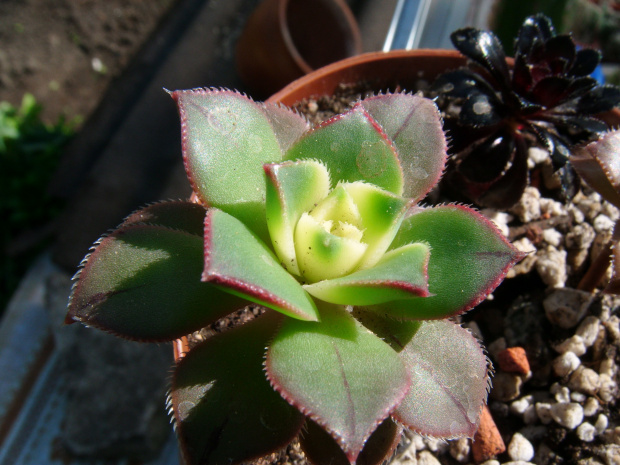 aeonium