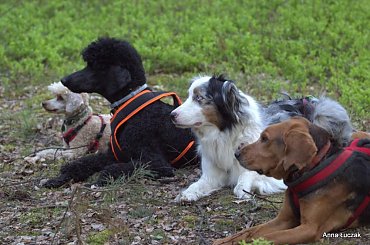 spacer #psy #OgarPolski #aussie #pudel