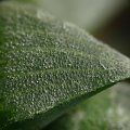 Haworthia sp