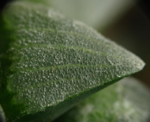 Haworthia sp