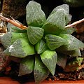 Haworthia sp