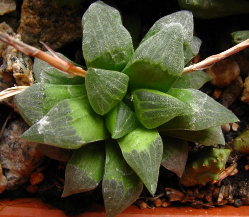 Haworthia sp