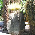 Astrophytum myriostigma var. columnare