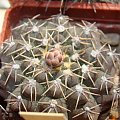 Gymnocalycium