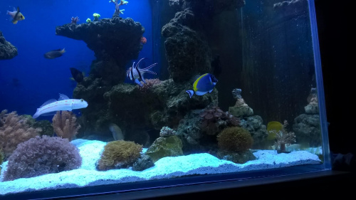 Reef tank 432l