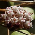 Hoya acuta