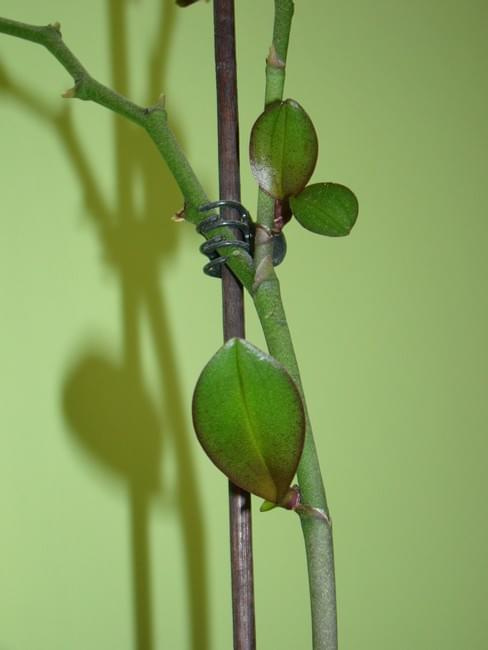 Phalaenopsis keiki