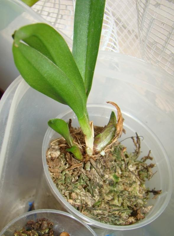 Cattleya siewka
