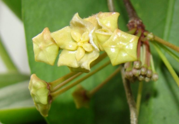Hoya montana