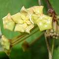 Hoya montana