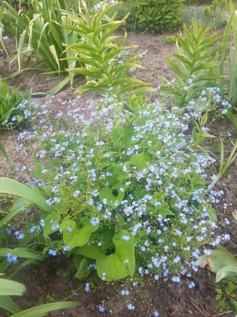 Brunnera #Ogród