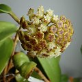 Hoya sp. KPS EPC-323