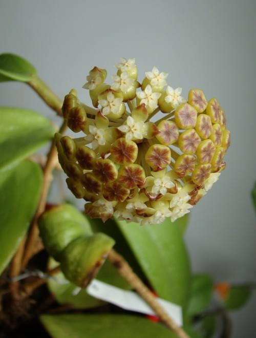 Hoya sp. KPS EPC-323