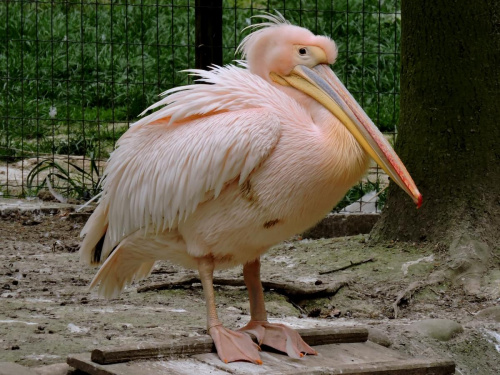 Pelikan w krakowskim ZOO #pelikan #zoo #kraków